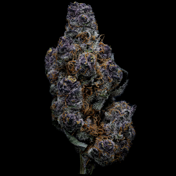 Hemp flower with purple and orange hues, rich in THCa, ideal for relaxation and wellness.